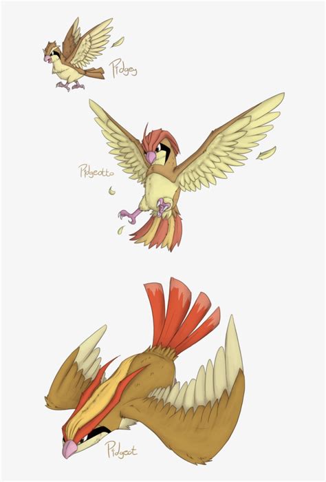 pidgeot evolution level|Pidgeot (Pokémon) .
